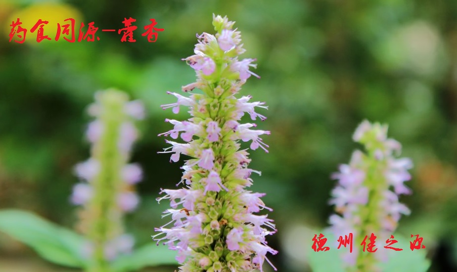 藿香薄荷茶，炎炎烈日的防暑茶