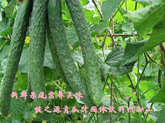 青瓜的六大營養(yǎng)價值，你知道嗎？